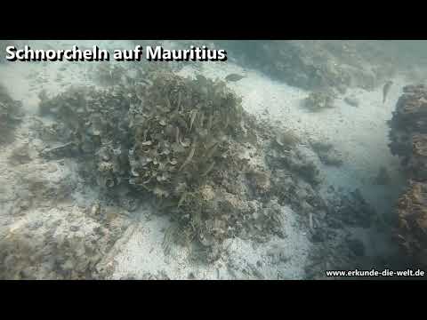 Schnorchel Impressionen aus Mauritius