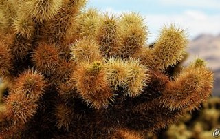 Joshua Tree Nationalpark