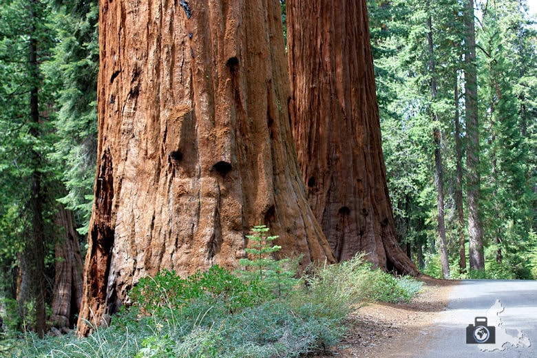 Yosemite Nationalpark - Sequoia Mammutbaum im Mariposa Grove