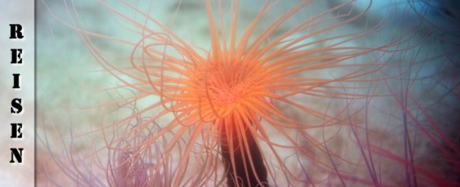 Reisebericht Monterey Bay Aquarium & Outlet Gilroy San Jose