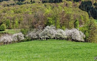 Kirschblüte_Obereggenen_F