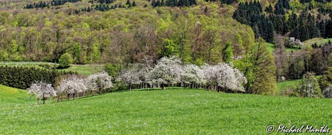 Kirschblüte_Obereggenen_F