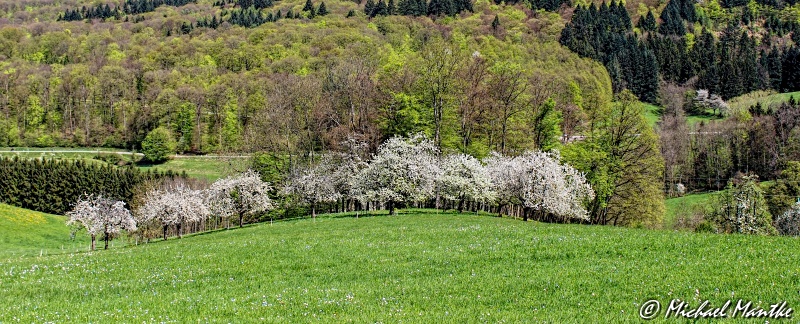 Kirschblüte_Obereggenen_F