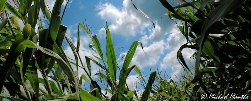 Maislabyrinth Opfingen