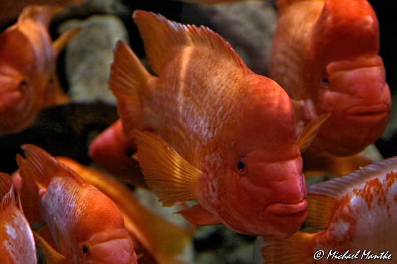 Dubai Aquarium Fische