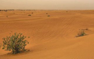 dubai-wuestensafari-tipps-erfahrungsbericht