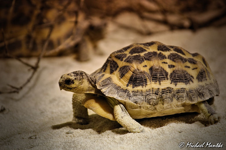 Schildkröte im Terrarium