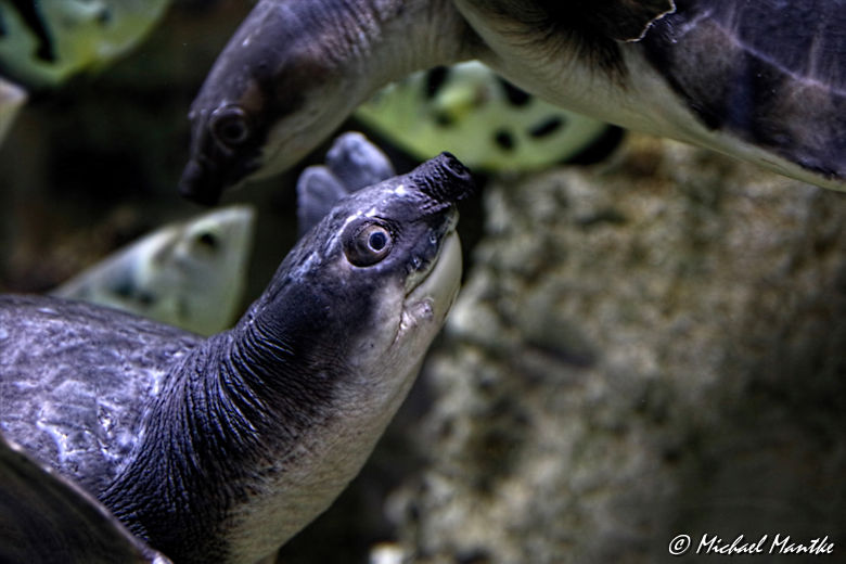 Unterwasserwelten - Meeresschildkröten