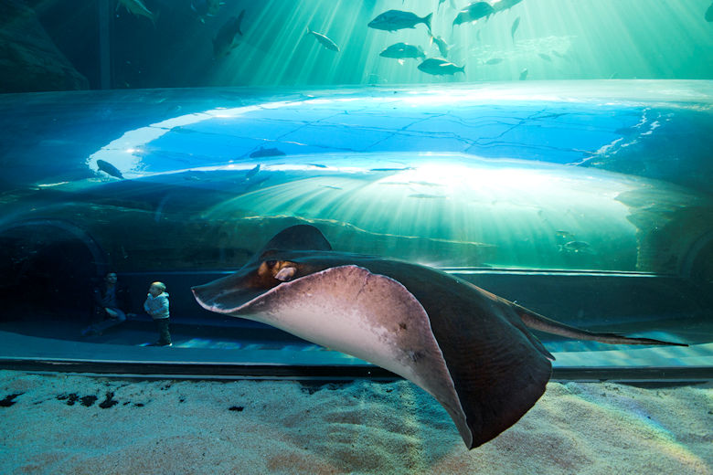 Two Oceans Aquarium Kapstadt