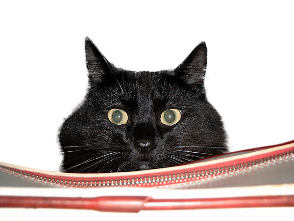 Dauer einer Weltreise planen