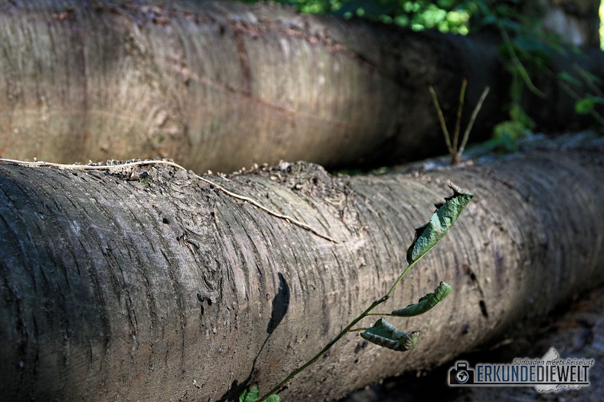 Canon EOS 760D Bilder - Impressionen Waldspaziergang