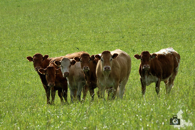 Kühe auf Wiese bei Bourscheid