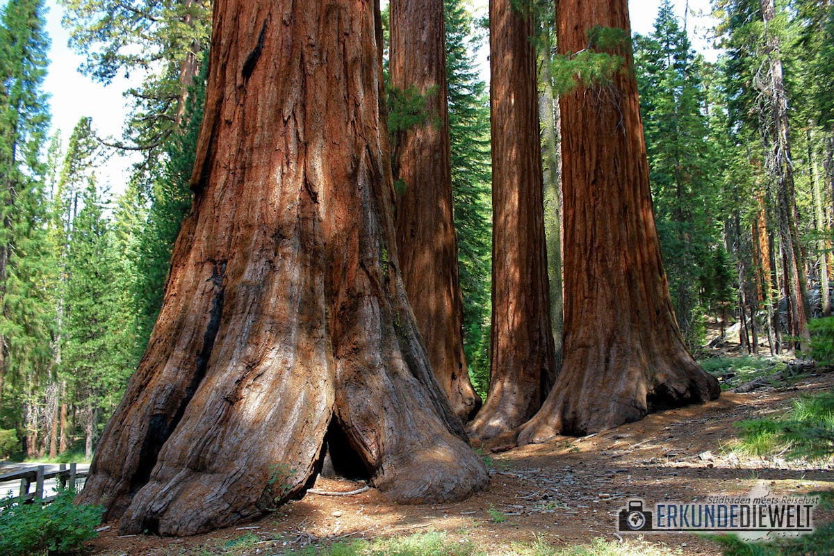 Sequoias, Yosemite Nationalpark, Kalifornien, USA