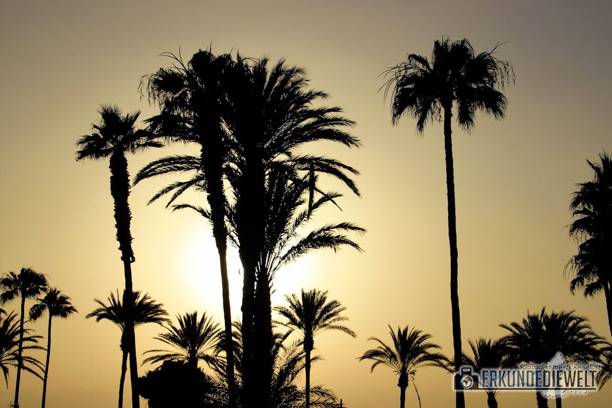 15spa0057-tenerife-palms-sunset