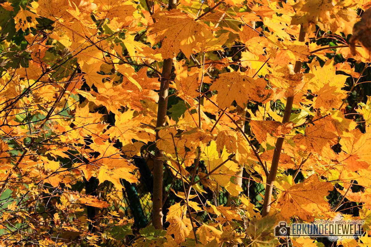 Herbstbilder mit dem Canon 70-300 L IS USM