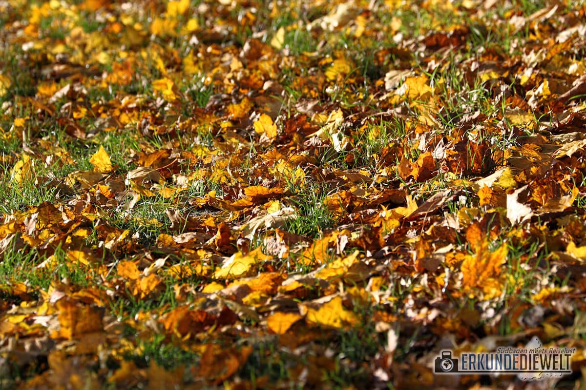 Herbstbilder mit dem Canon 70-300 L IS USM
