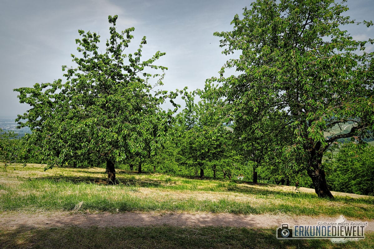 18deu0156-schwarzwald-alde-gott-panoramarunde-sasbachwalden-1200 Alde-Gott-Panoramarunde, Sasbachwalden, Schwarzwald