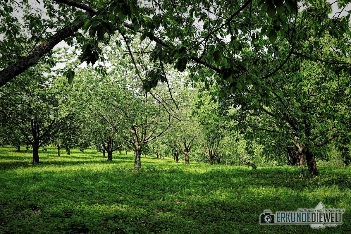 18deu0157-schwarzwald-alde-gott-panoramarunde-sasbachwalden-1200 Alde-Gott-Panoramarunde, Sasbachwalden, Schwarzwald
