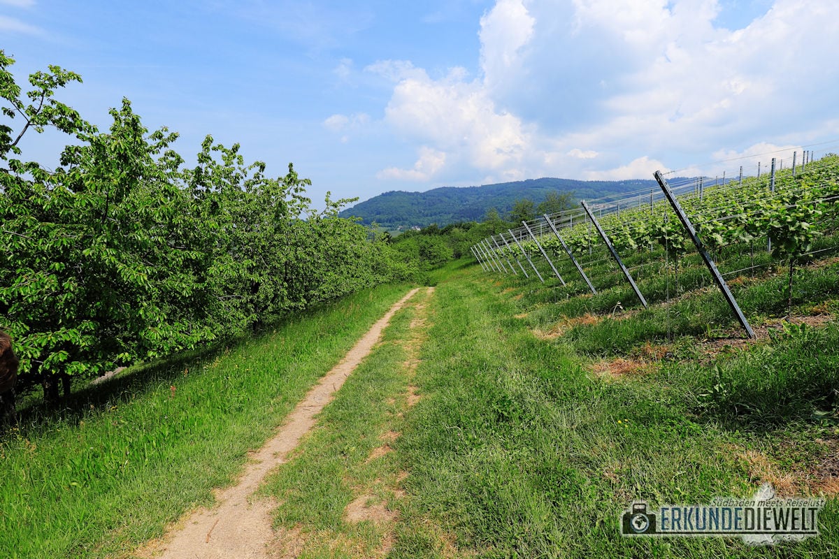 18deu0158-schwarzwald-alde-gott-panoramarunde-sasbachwalden-1200 Alde-Gott-Panoramarunde, Sasbachwalden, Schwarzwald