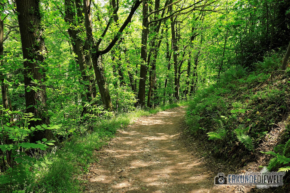 18deu0160-schwarzwald-alde-gott-panoramarunde-sasbachwalden-1200 Alde-Gott-Panoramarunde, Sasbachwalden, Schwarzwald