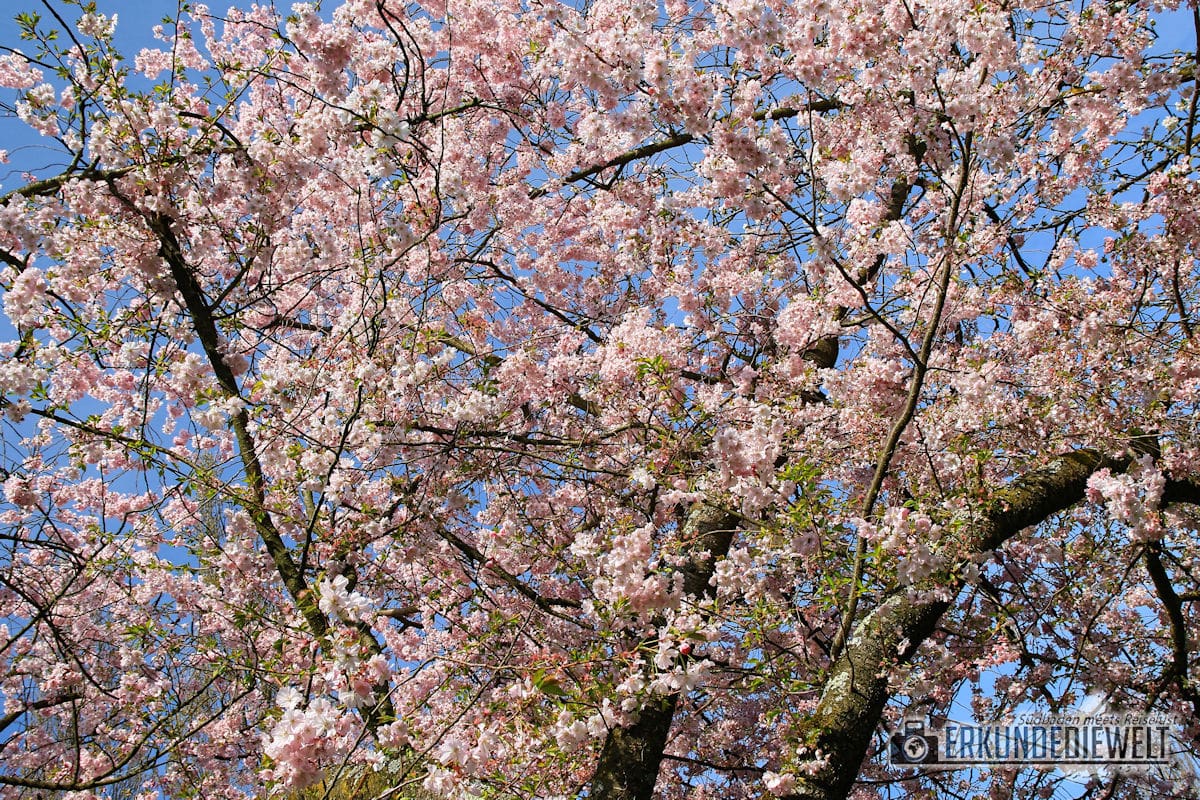 Kirschblütenzeit am Seepark in Freiburg