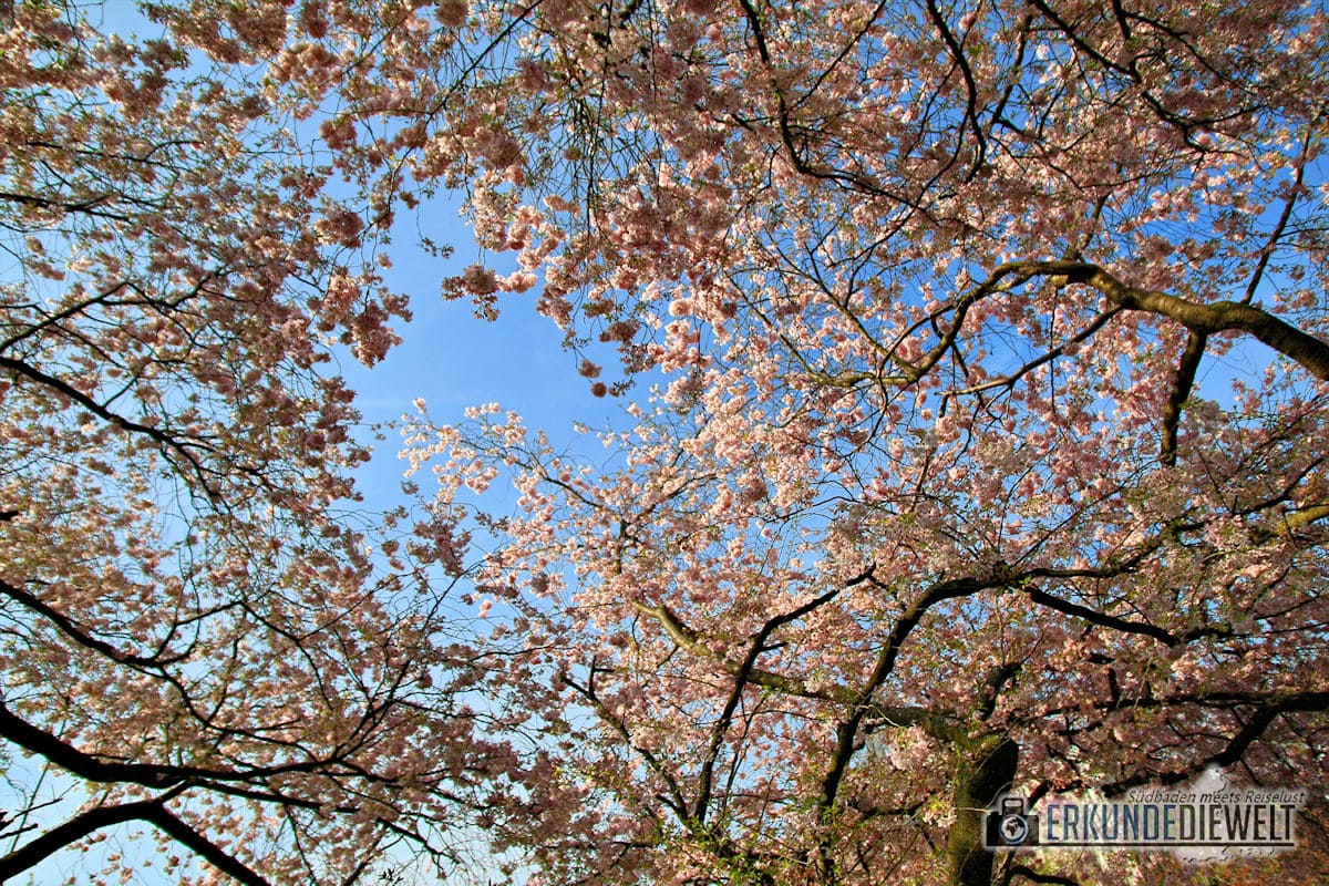Kirschblütenzeit am Seepark in Freiburg