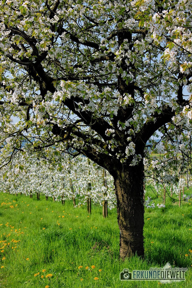 Kirschblüte, Markgräflerland, Südbaden, Deutschland