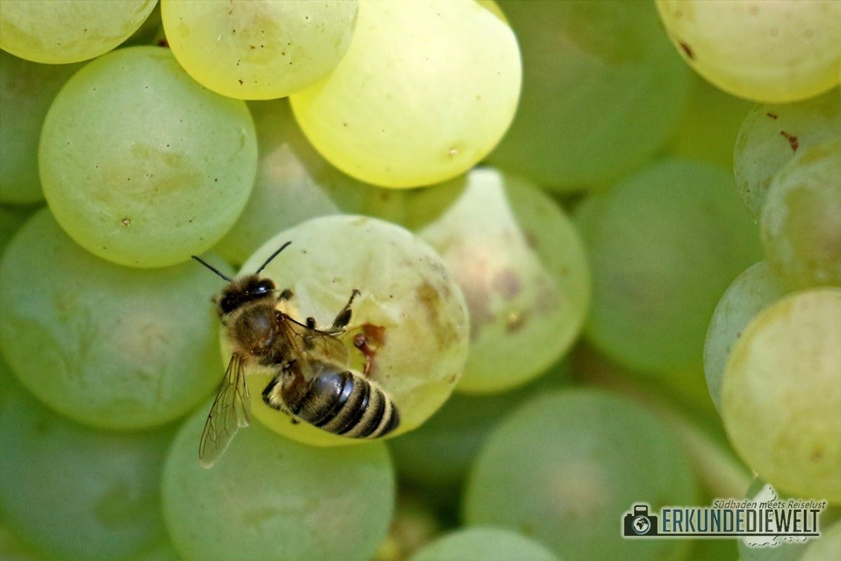 Herbst Impressionen am Weinberg - Helle Trauben mit Biene