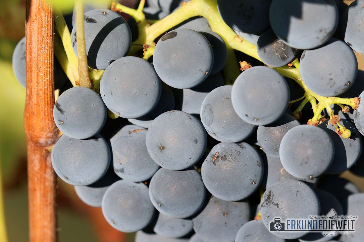 Herbst Impressionen am Weinberg - Blaue Trauben