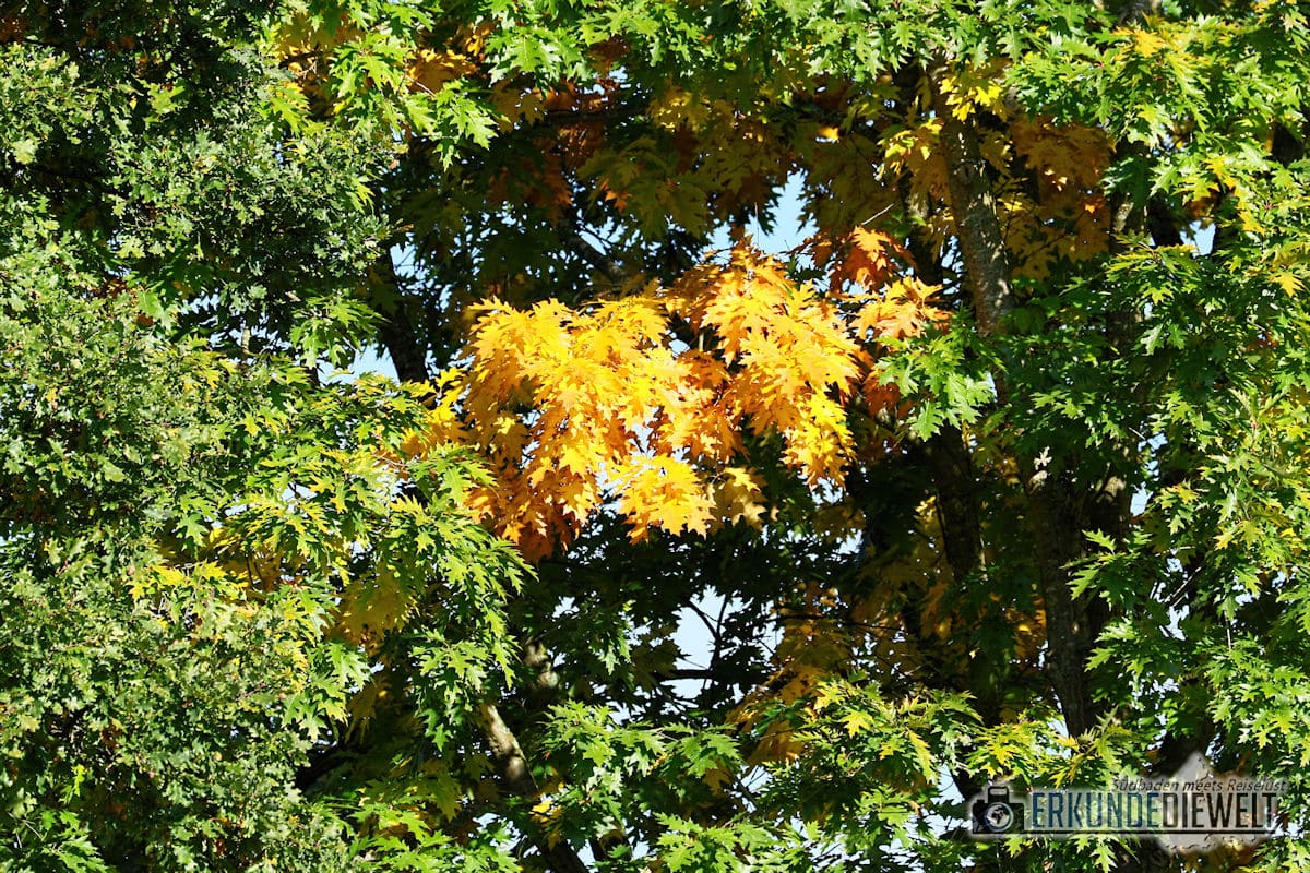 Herbst Impressionen - Herbstlaub