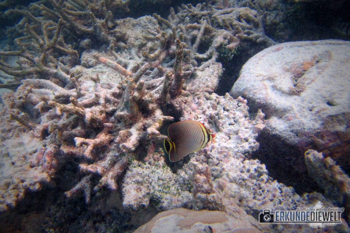 Unterwasserkamera Canon PowerShot D30 - Beispielbild Malediven
