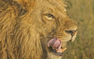 vorbereitung-suedafrika