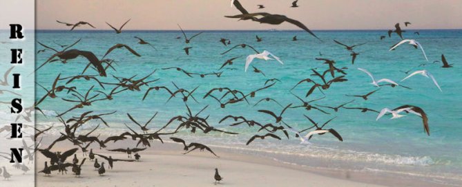 Reisebericht Malediven Sandbank Picknick