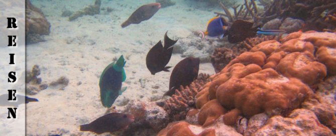 Reisebericht Malediven Ukulhas - Schnorchel Safari