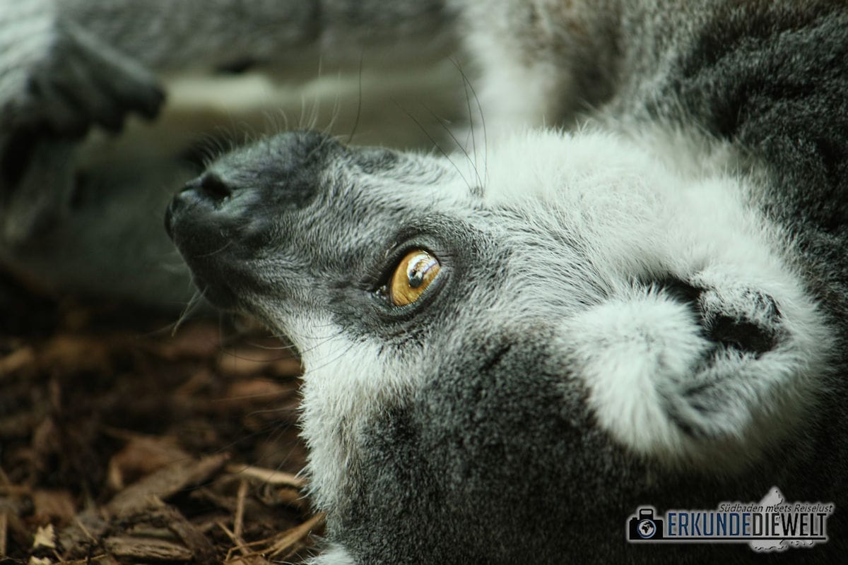 Lemur | Zoo Antwerpen, Belgien