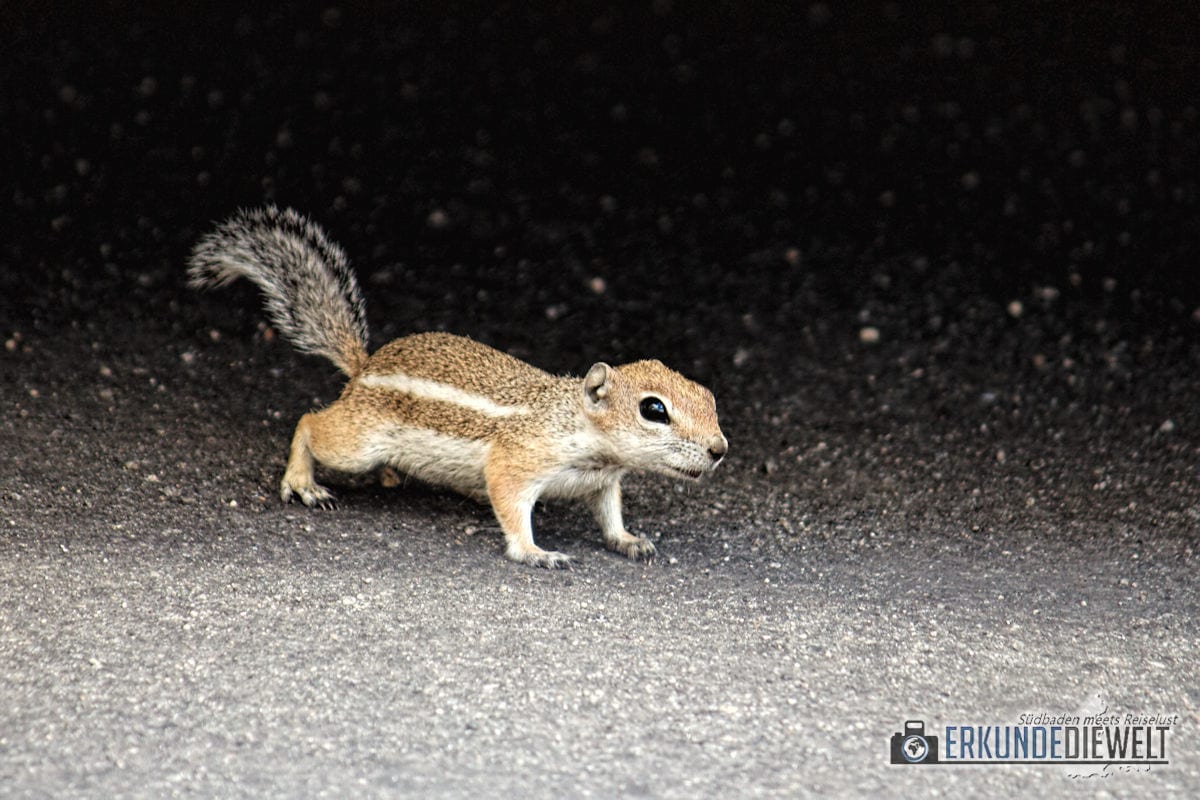 Squirrel | Joshua Tree Nationalpark, Kalifornien, USA