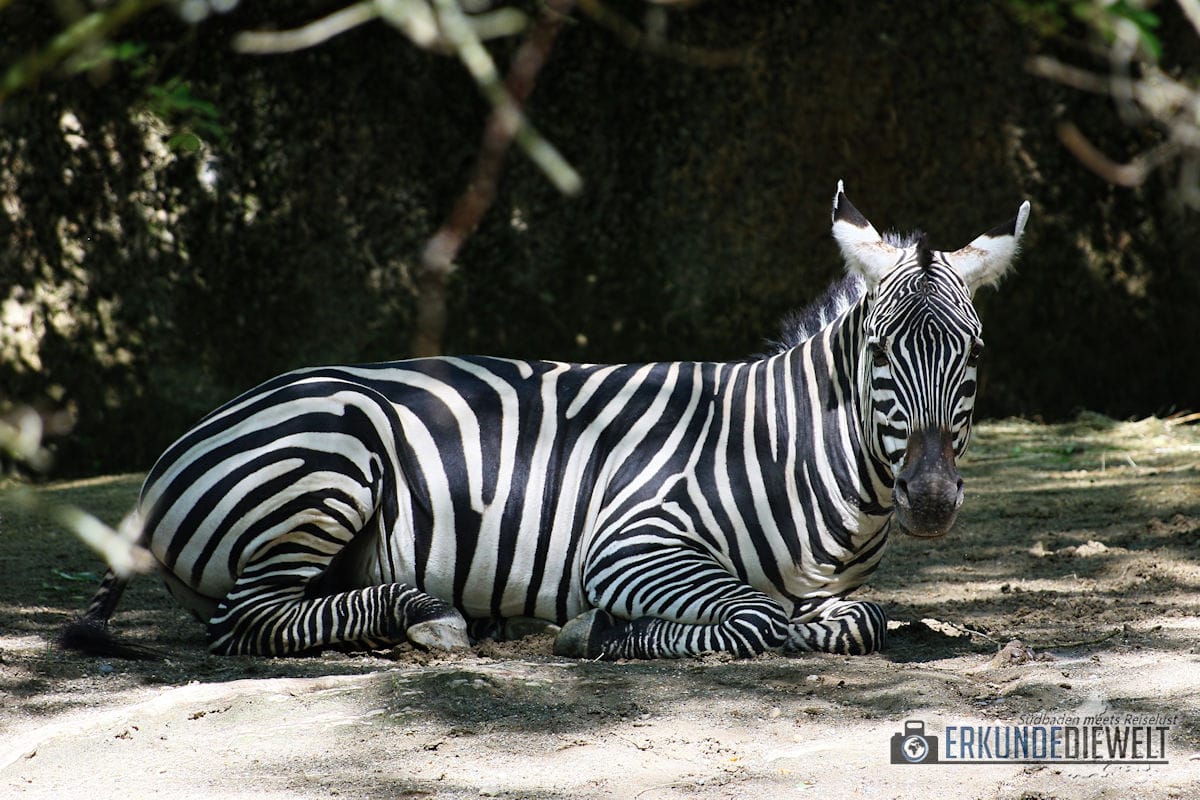 Zebra | Zoo Basel, Schweiz