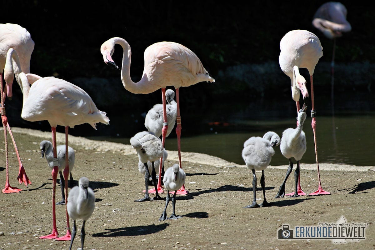 Flamingo mit Nachwuchs | Zoo Basel, Schweiz