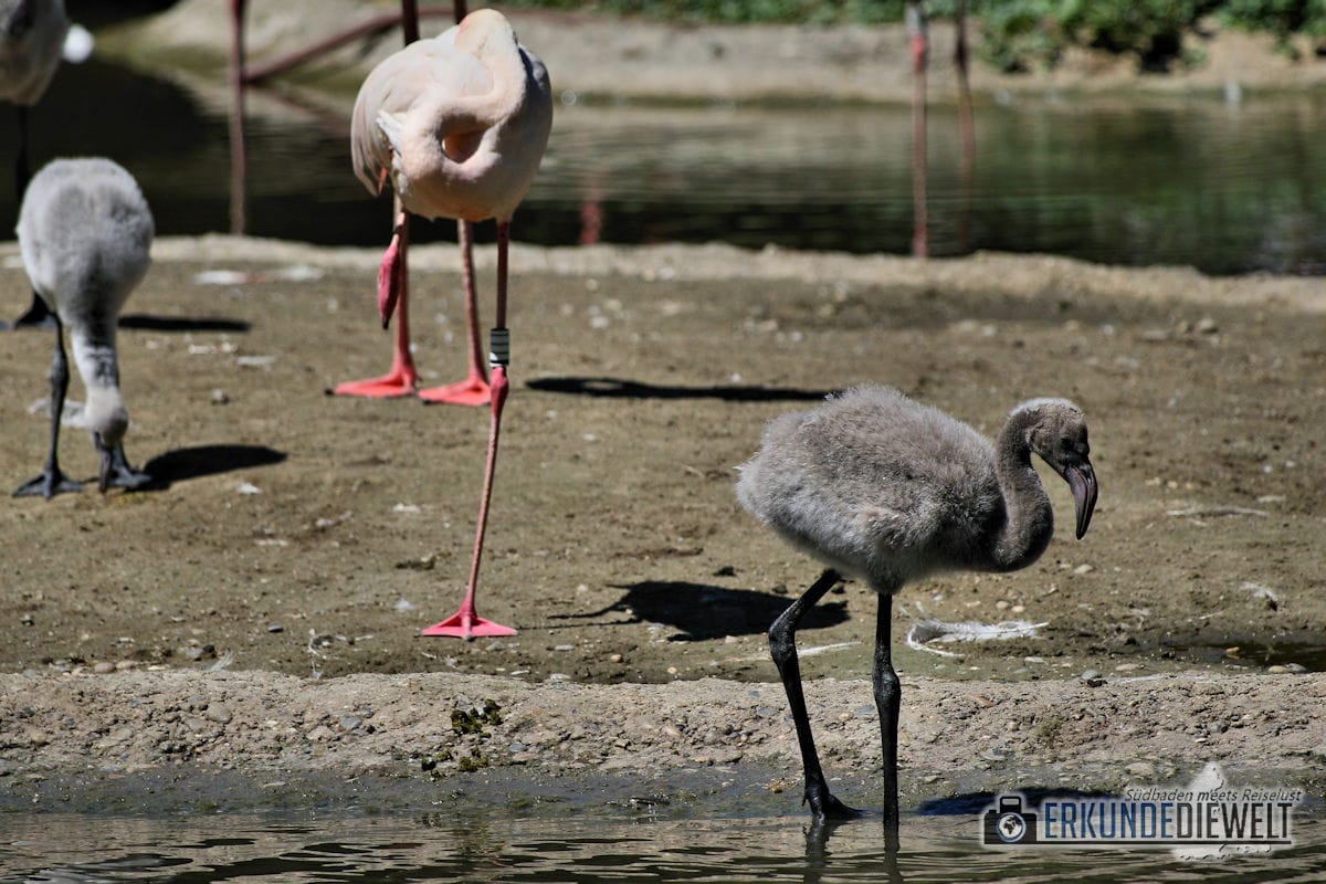 Flamingo mit Nachwuchs | Zoo Basel, Schweiz