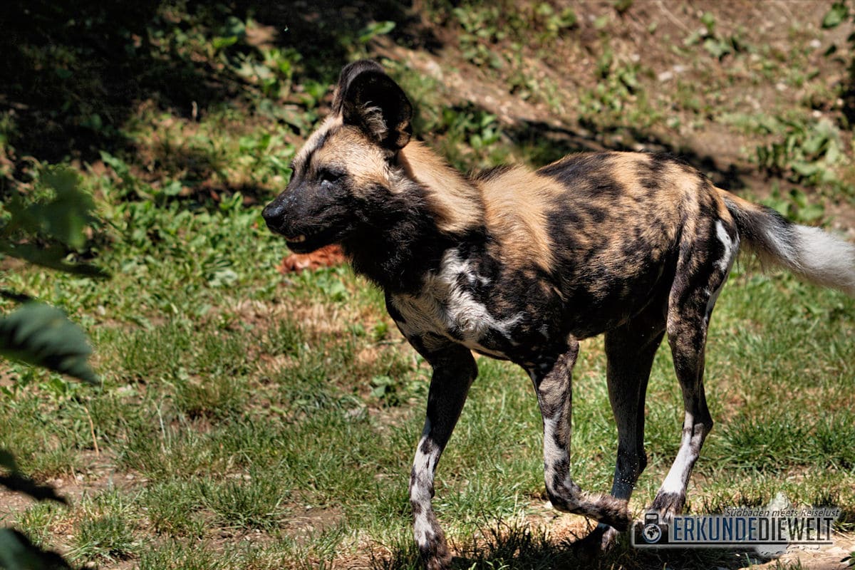 Afrikanischer Wildhund | Zoo Basel, Schweiz
