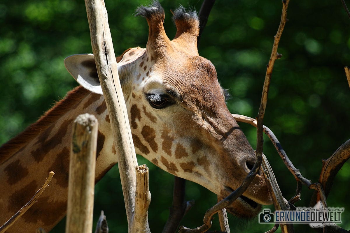 Giraffe | Zoo Basel, Schweiz