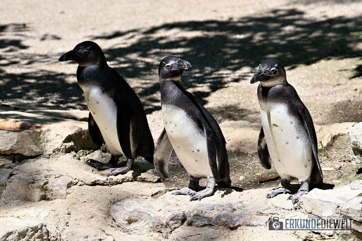 Pinguine | Zoo Basel, Schweiz