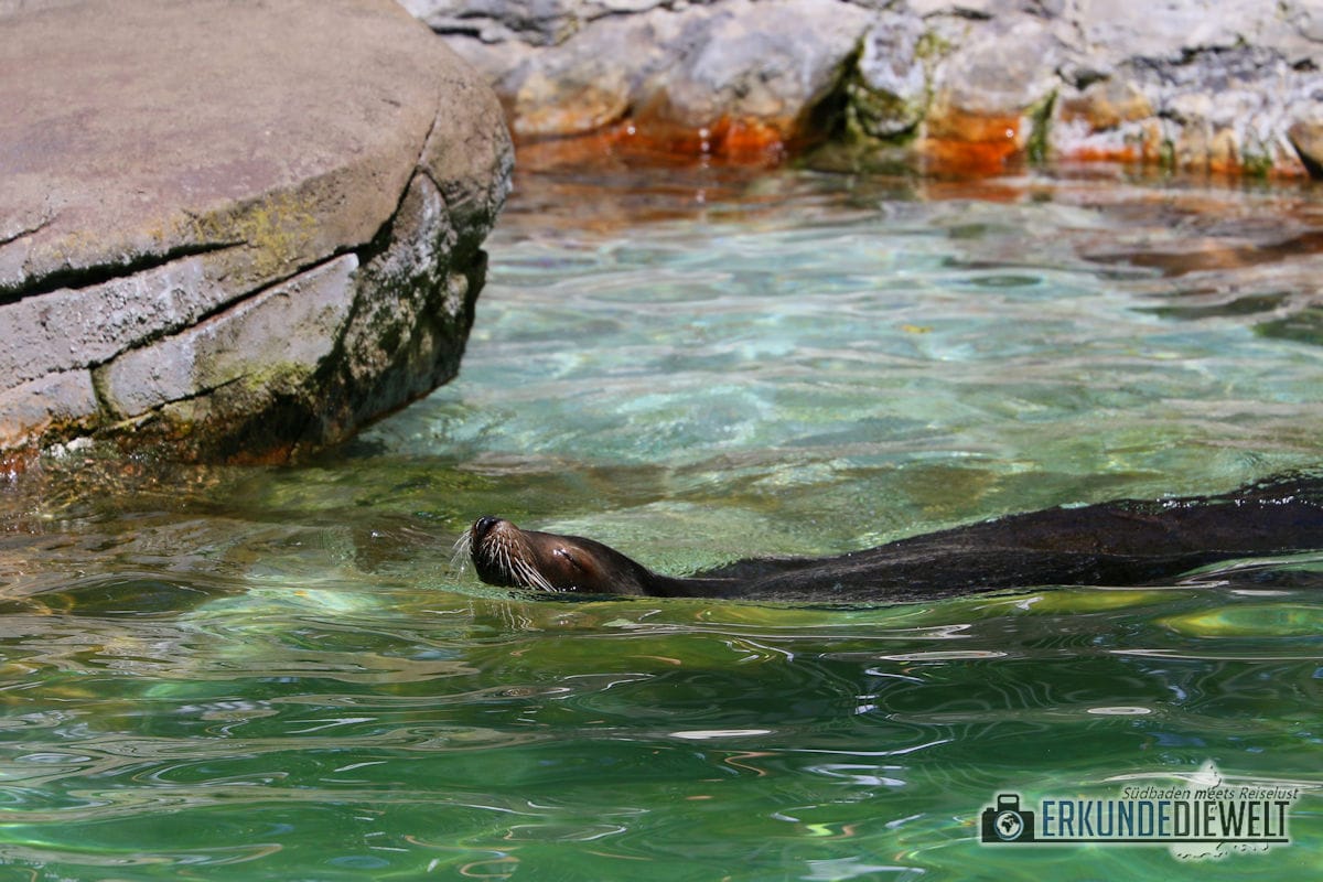 Seelöwe | Zoo Basel, Schweiz