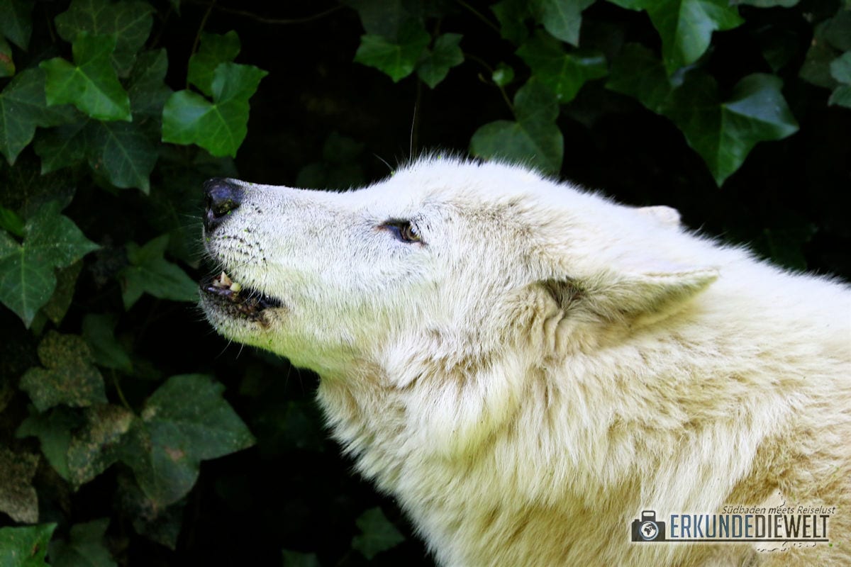 Weißer Wolf | Zoo Basel, Schweiz