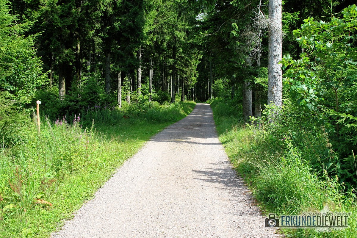 Wanderweg im Wald, Schwarzwald, Deutschland