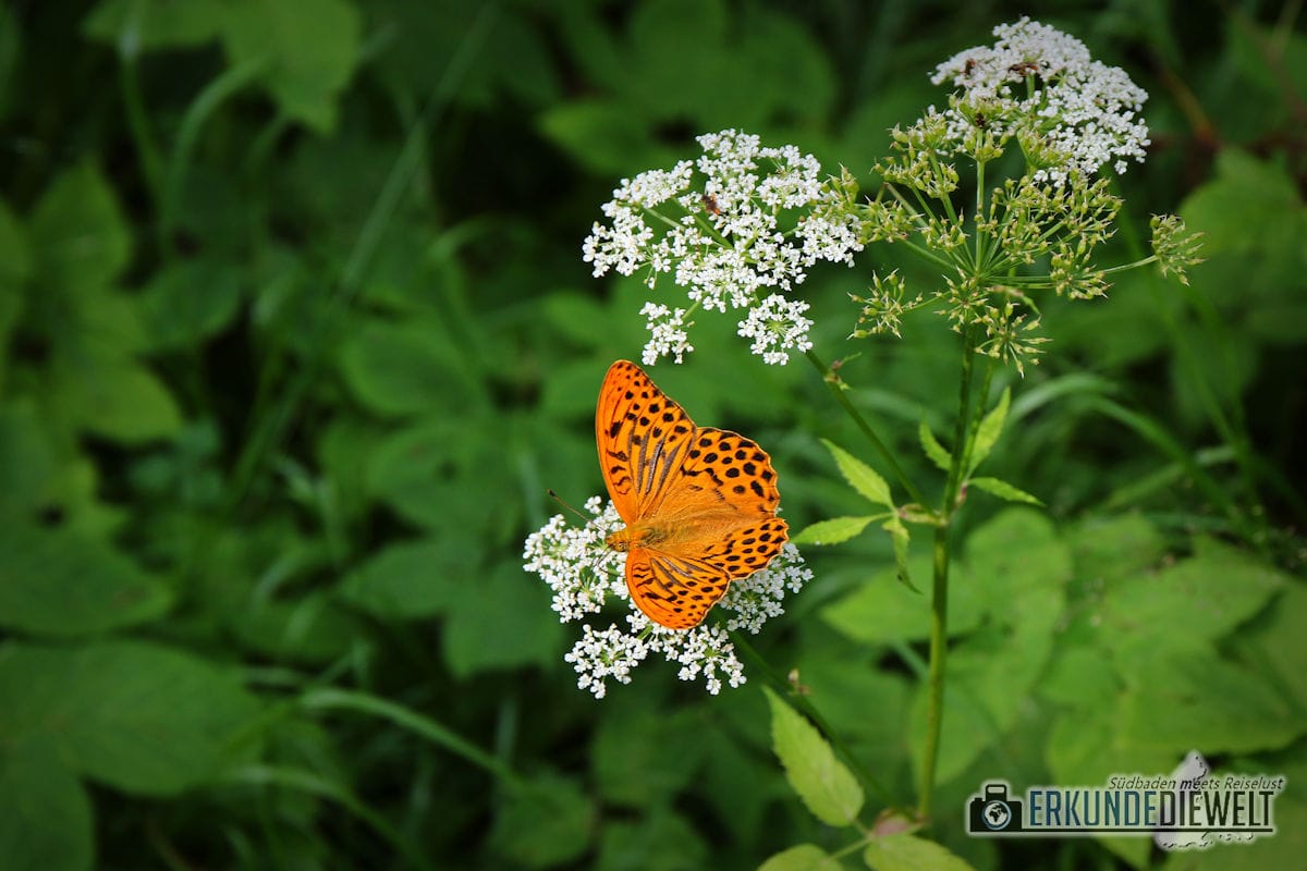 Schmetterling, Schwarzwald, Deutschland