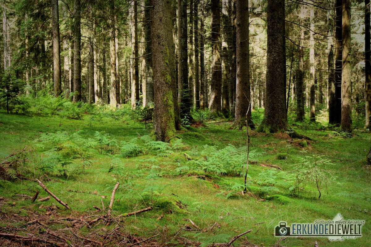 Im Wald, Schwarzwald, Deutschland