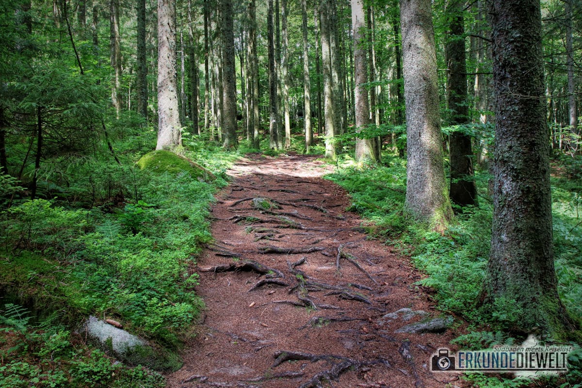 Wanderweg im Wald, Schwarzwald, Deutschland