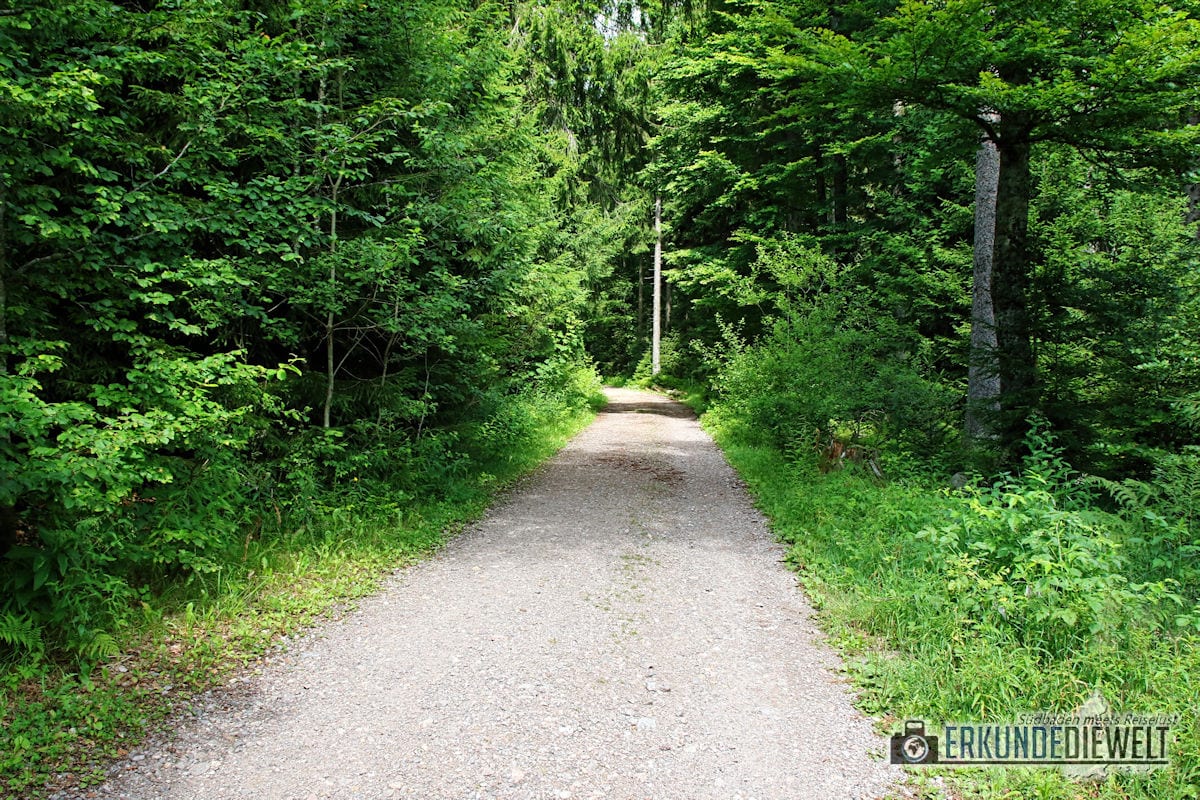 Wanderweg im Wald, Schwarzwald, Deutschland