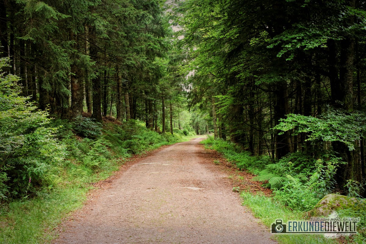 Wanderweg im Wald, Schwarzwald, Deutschland